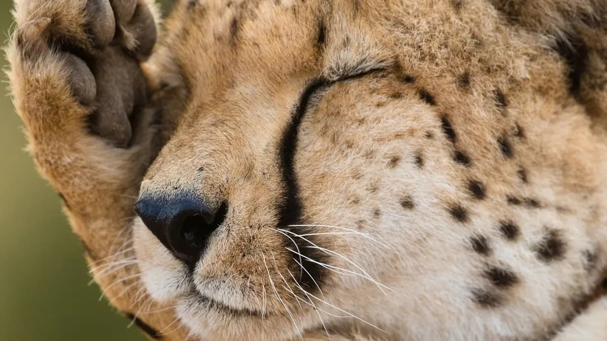 Kyushu Theme Park Guide (African Safari Jungle Bus, Harmonyland Discount Tips, Beppu Side Trips)