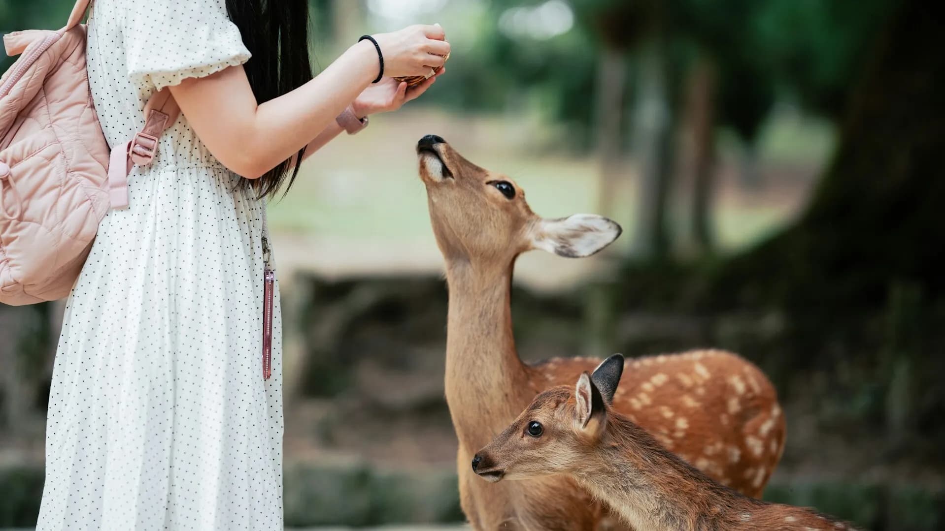 Osaka & Nara Travel Day 5 Standard Course (Todai-ji, Deer Park, Rinku Town Outlet)